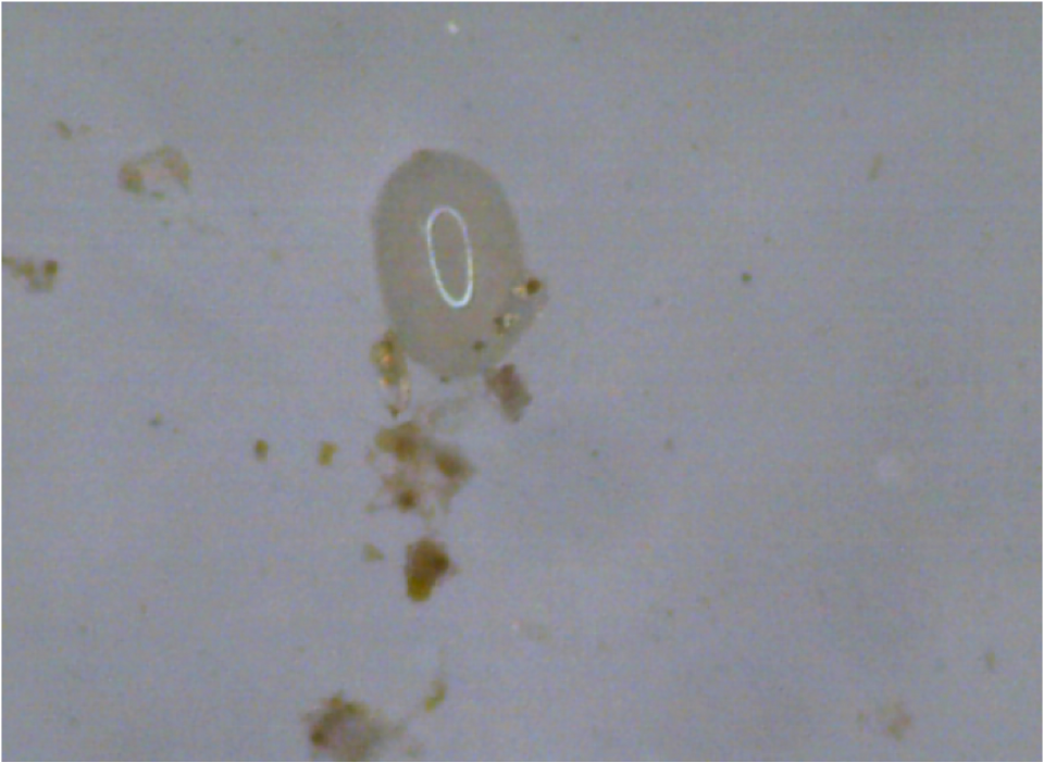 Image 44424362819917